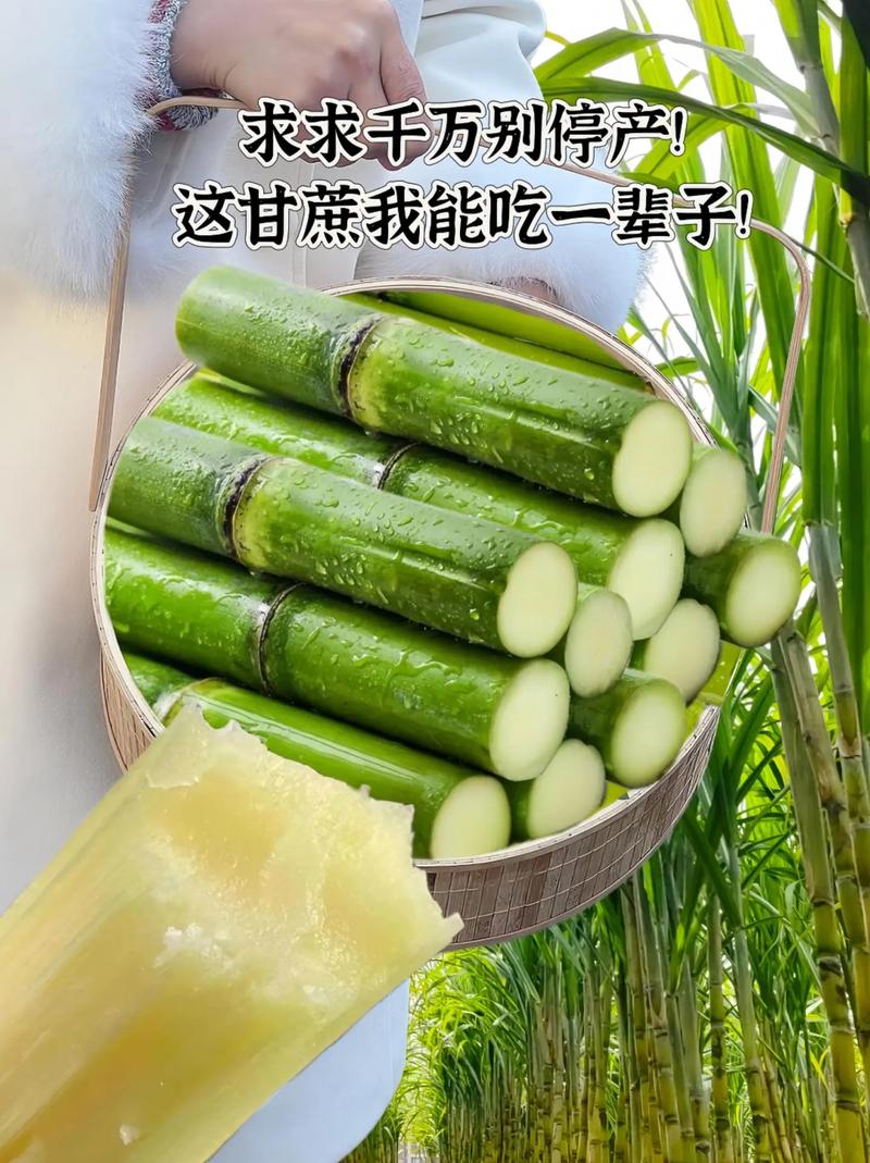 我宣布以后只吃这个陶山脆皮甘蔗啦!#优质农产品 喜欢吃甘蔗的